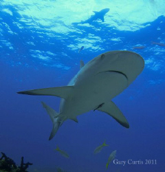 A curious Reef Shark coming over the top of the reef with... by Gary Curtis 